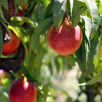 Summer Beauty Nectarine