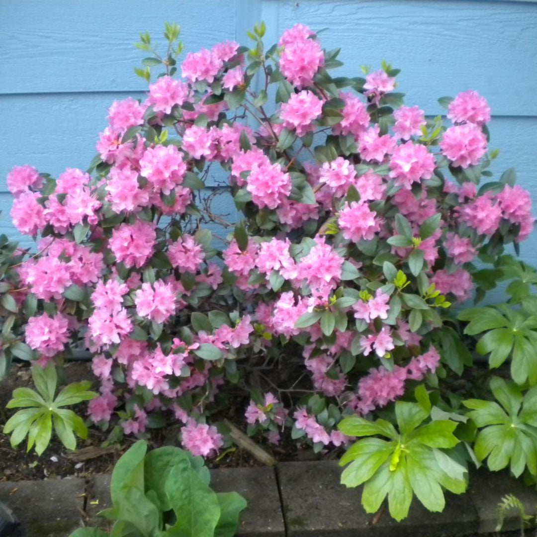 Olga Mezitt Rhododendron