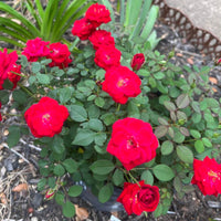 Sunrose Red Rose