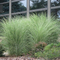 Maiden Grass