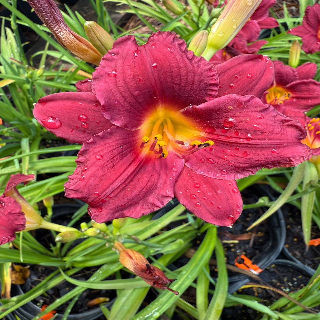 Hemerocallis Little Business Daylily