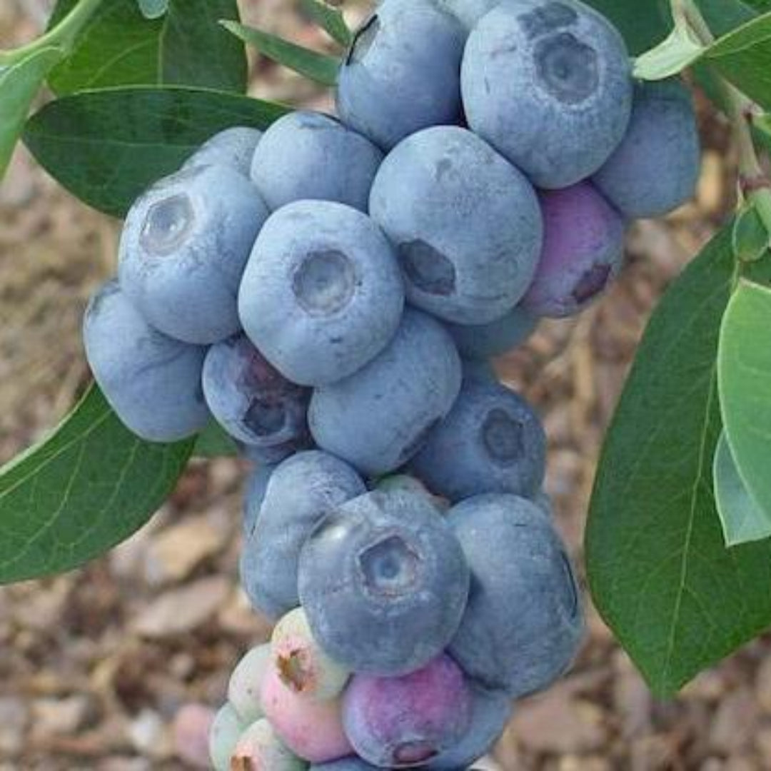 Krewer Blueberry Bush