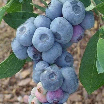 Krewer Blueberry Bush