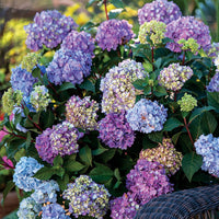 Endless Summer Bloomstruck Hydrangea Close-Up of Colorful Flowers