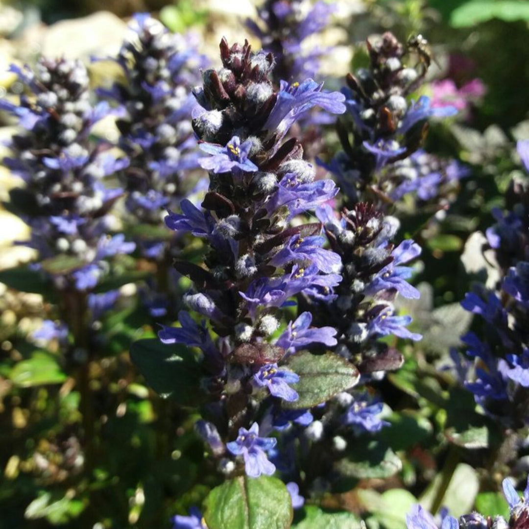 Compact Ajuga groundcover with bronze leaves
