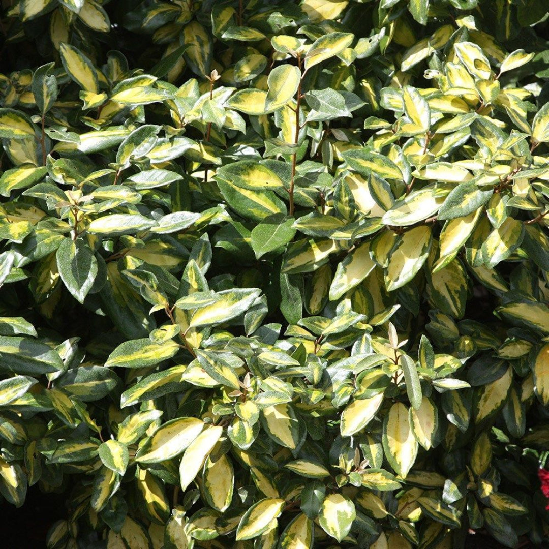 Elaeagnus ‘Olive Martini’
