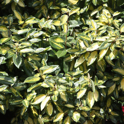 Elaeagnus ‘Olive Martini’