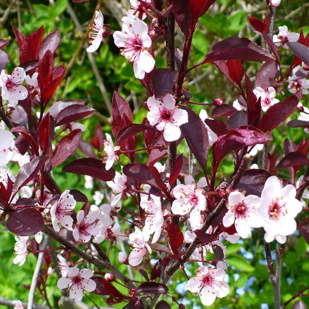 Purpleleaf Sand Cherry