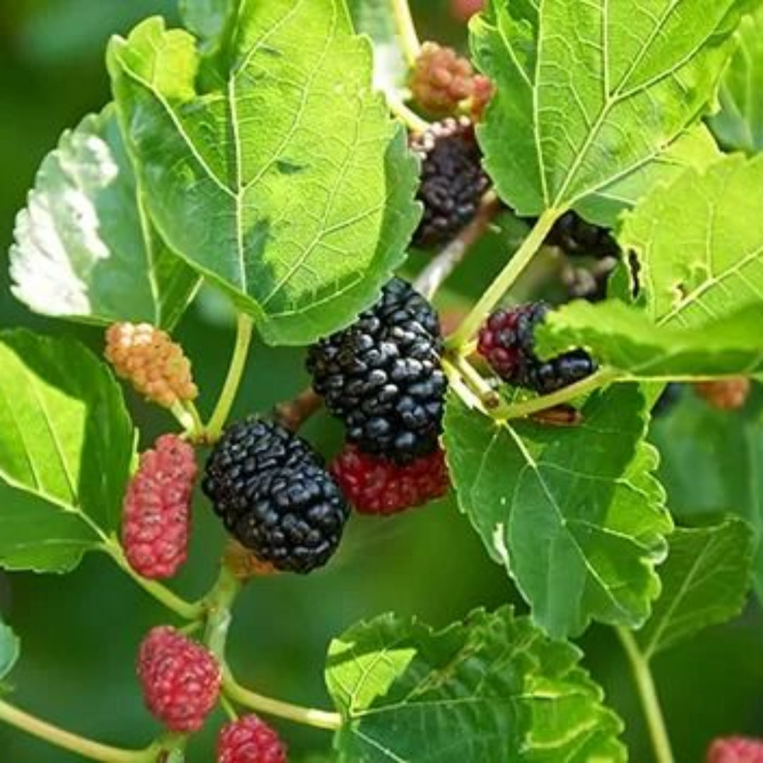 Red Mulberry Tree
