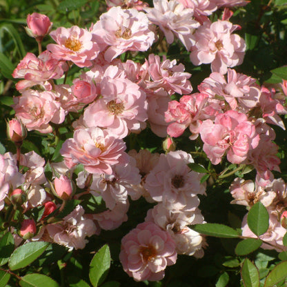 Sunrosa Fragrant Pink