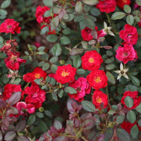 Sunrose Red Rose