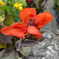 Canna 'Cannova Bronze Orange' Canna Lily - [EG]