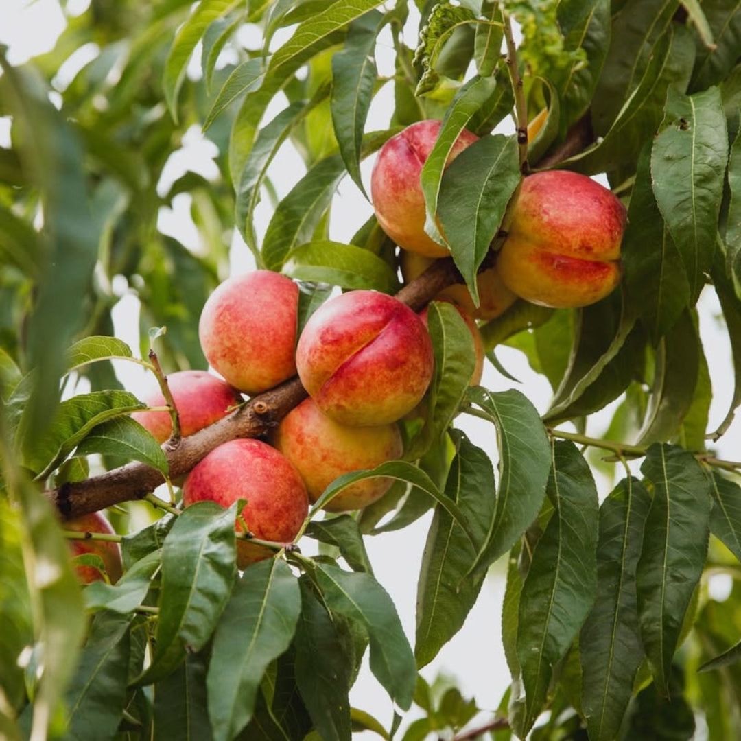 Karla Rose Nectarine Tree