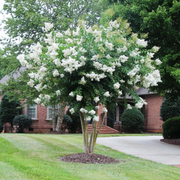 White Crape Myrtle Tree in Full Bloom