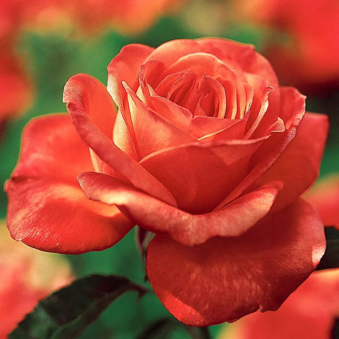 Tropicana Hybrid Tea Rose