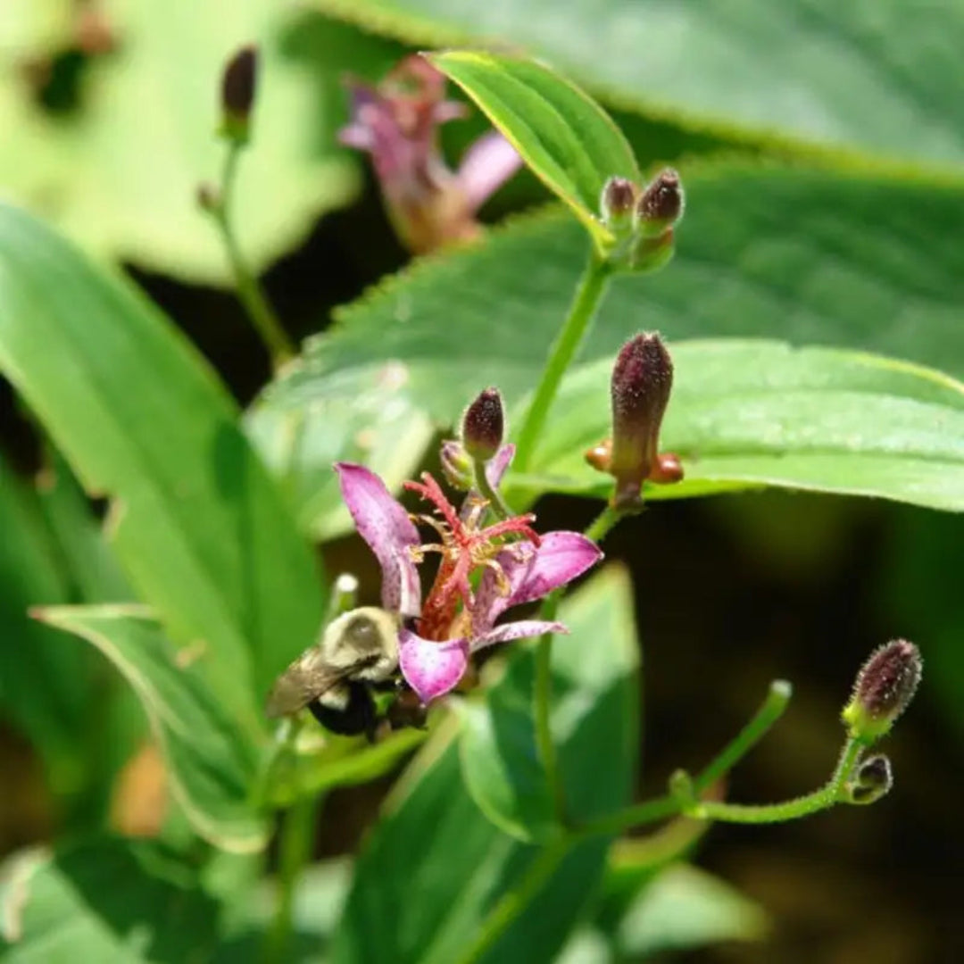 Tricyrtis formosana Samurai -Toad Lily