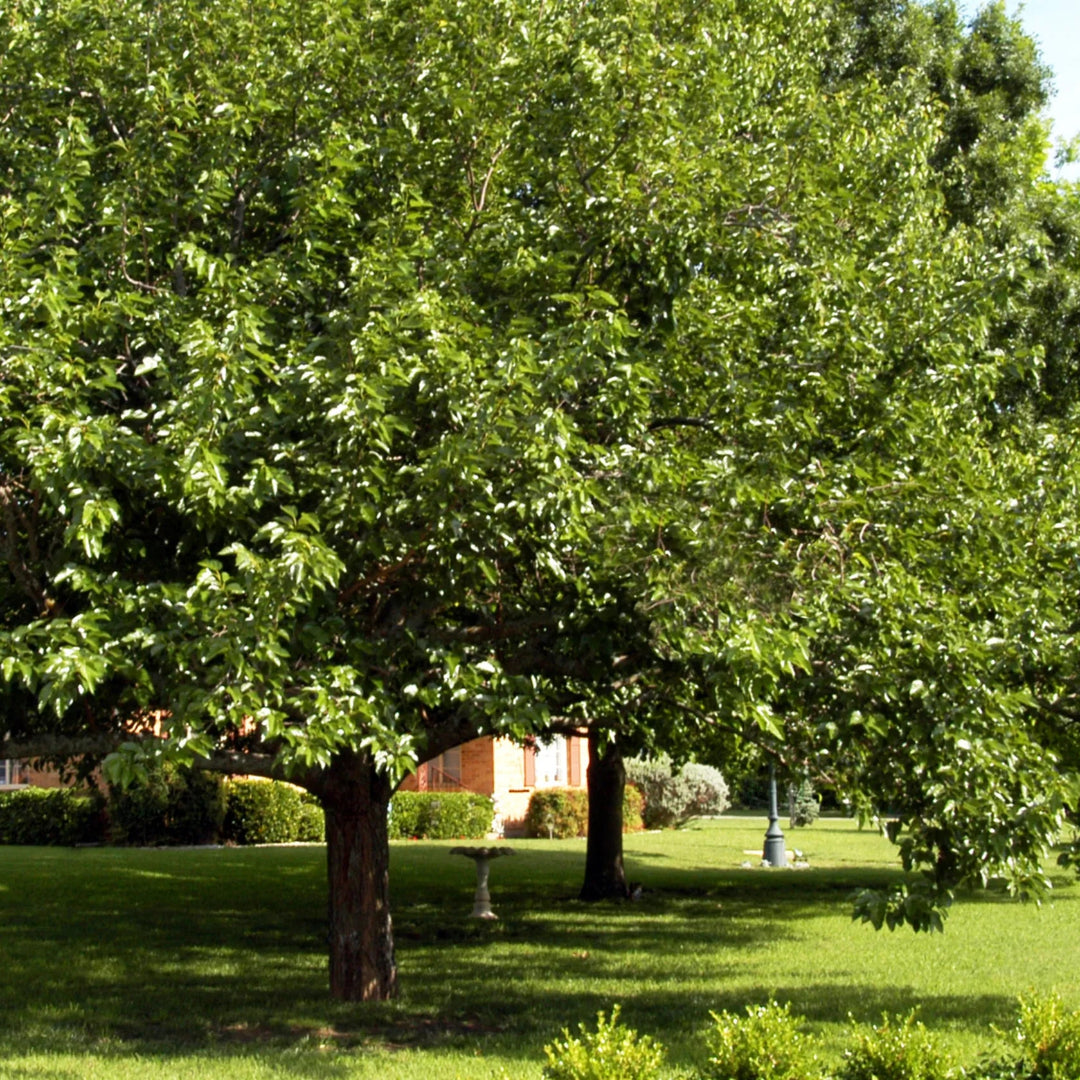 Pakistan Mulberry Tree