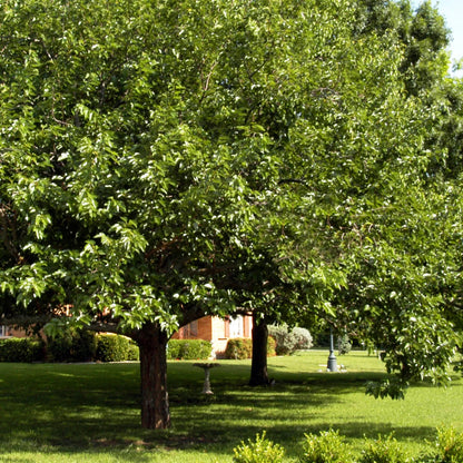 Pakistan Mulberry Tree
