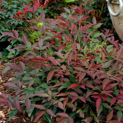 Flirt Nandina