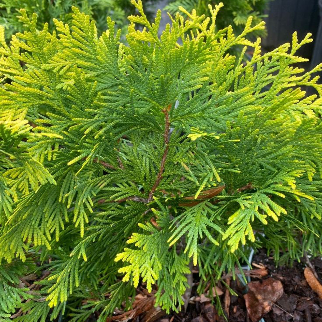 Buy Woodwardii Thuja Plants & Trees Online
