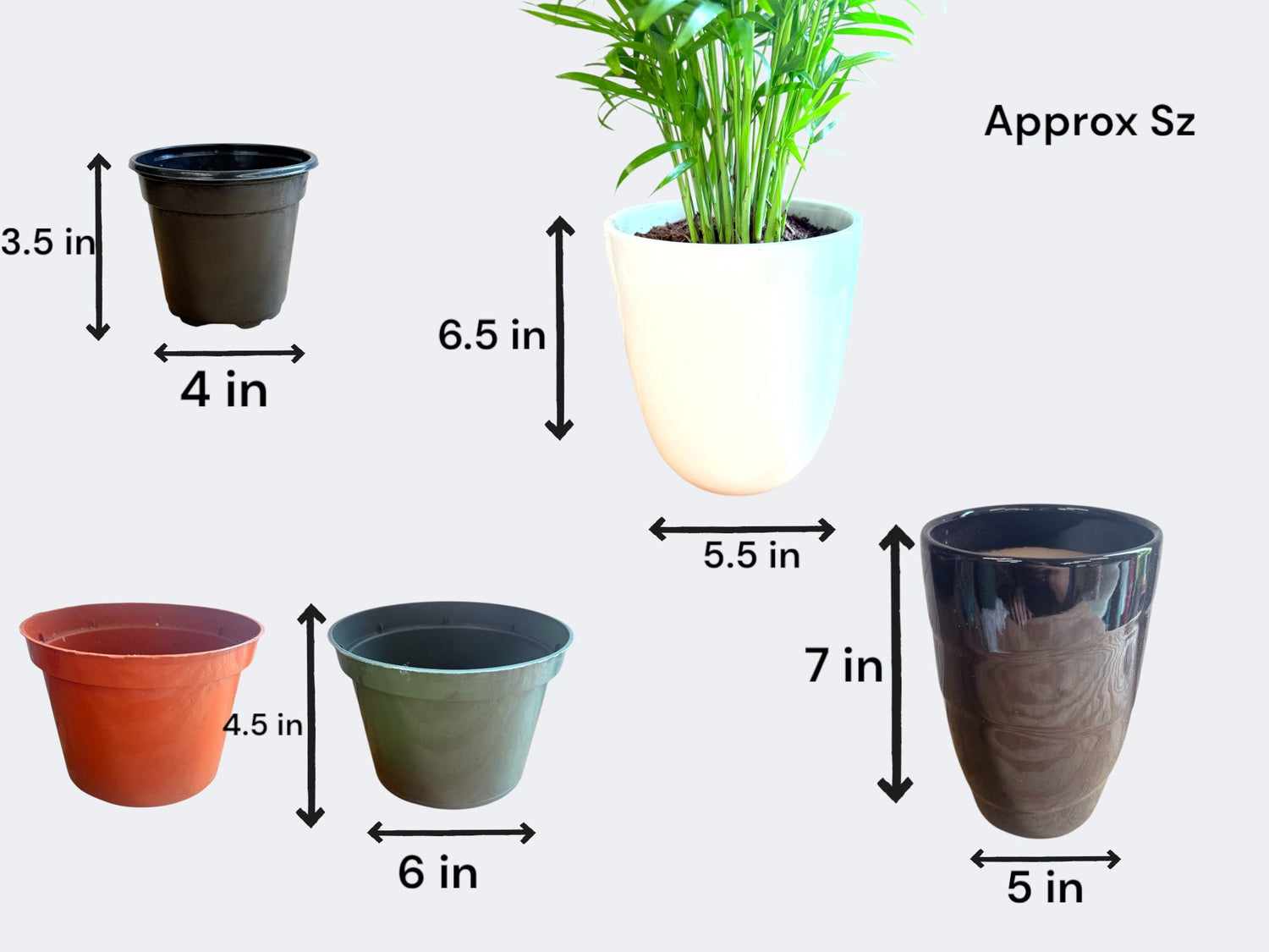 peace lily plant pot size Green Peace Lily - 6 Inch Pot