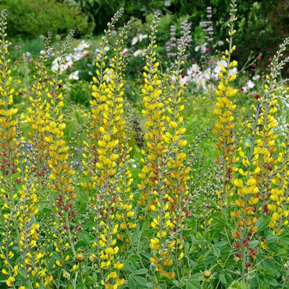 Baptisia Prairieblues Solar Flare