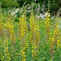 Baptisia Prairieblues Solar Flare