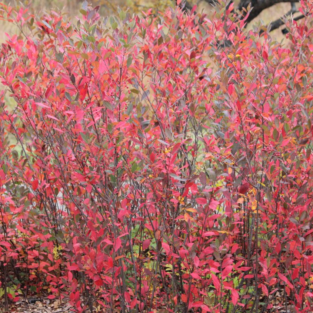 Brilliantissima Aronia