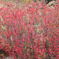 Brilliantissima Aronia