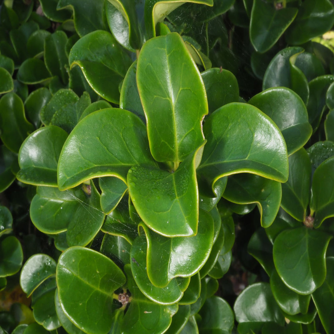 Ligustrum Coriaceum