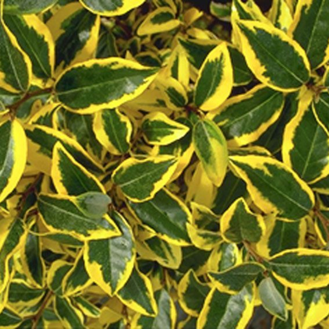 Variegated Silverberry
