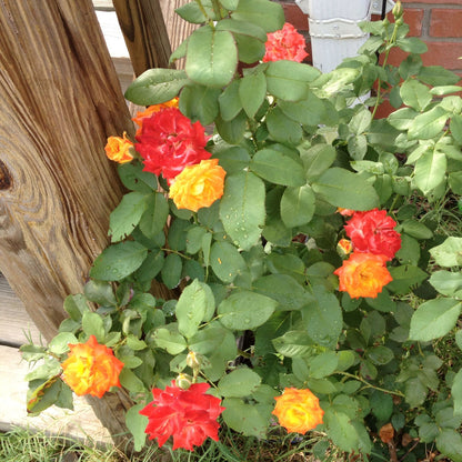 Pinata Climbing Rose