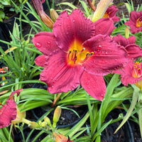 Hemerocallis Little Business Daylily