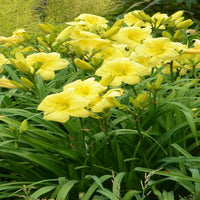 Hemerocallis Rainbow Rhythm 'Going Bananas' PP17164 Daylily