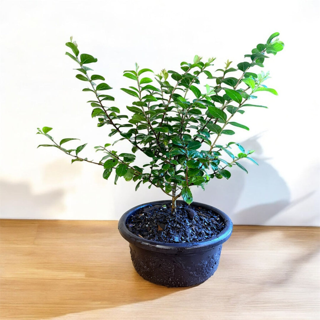 Bonsai Pocomoke Crape Myrtle