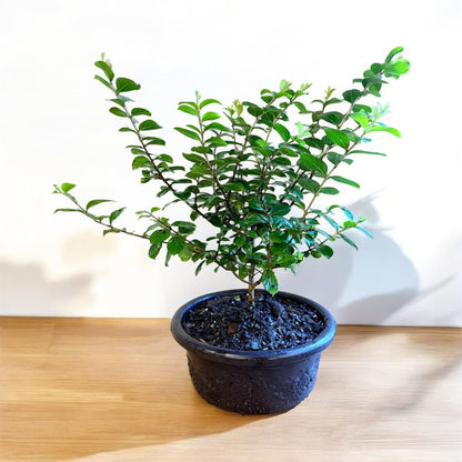 Bonsai Pocomoke Crape Myrtle