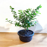 Bonsai Pocomoke Crape Myrtle
