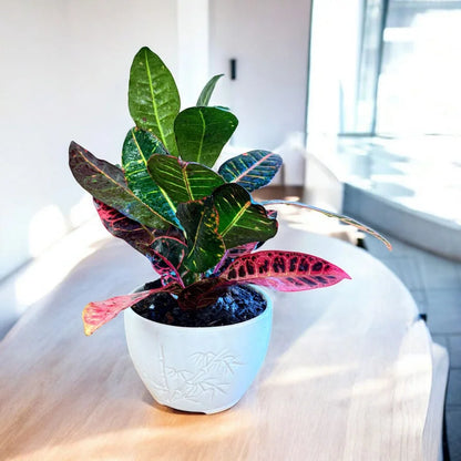 Petra Croton - Live Indoor Plant in Ceramic Pot
