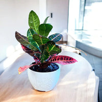 Petra Croton - Live Indoor Plant in Ceramic Pot