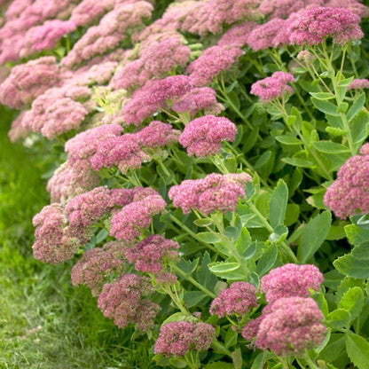Sedum &