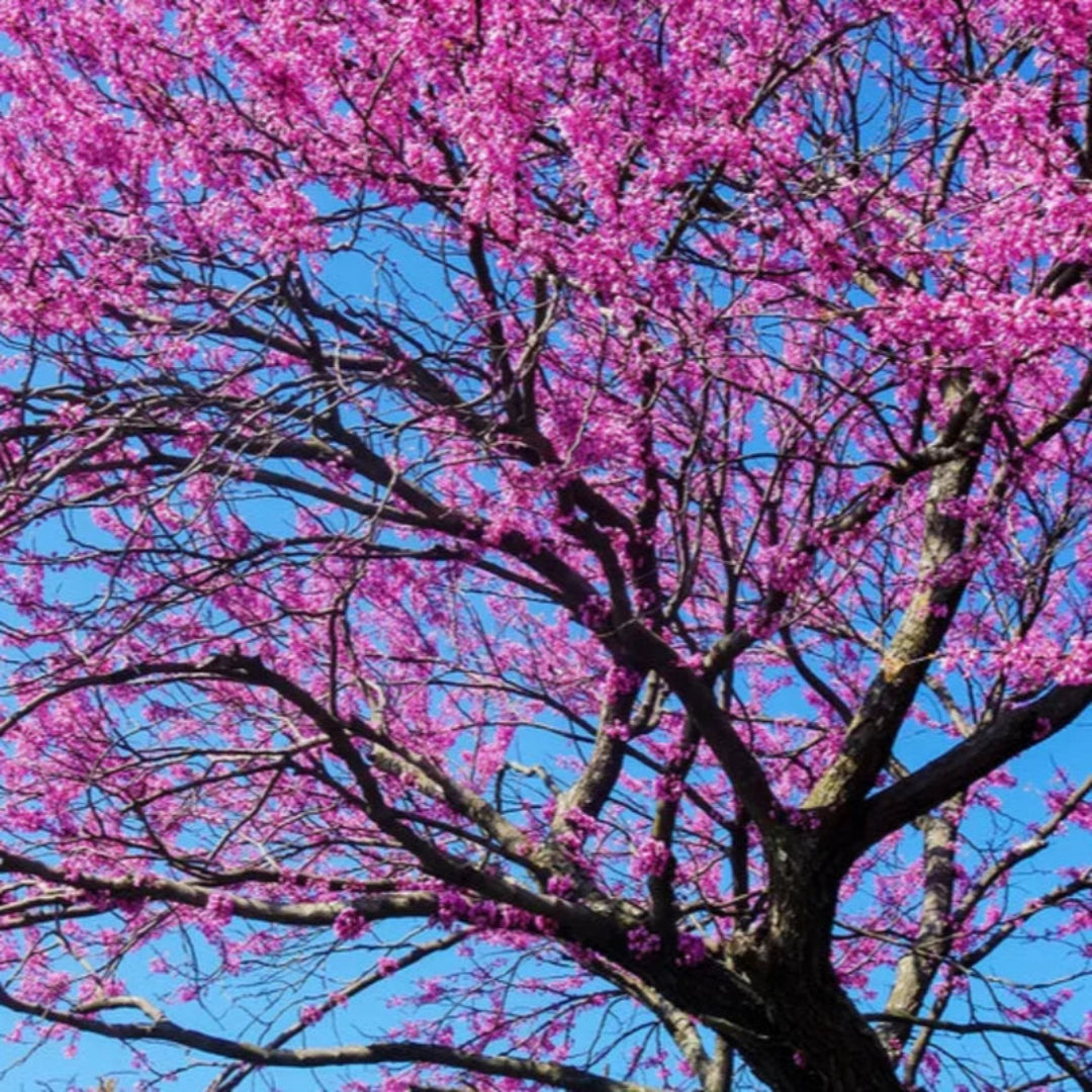 Cluster of Eastern Redbud trees showcasing vibrant pink spring blooms