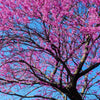Redbuds