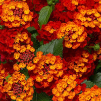 Lantana camara 'Firefrost'- [CG]