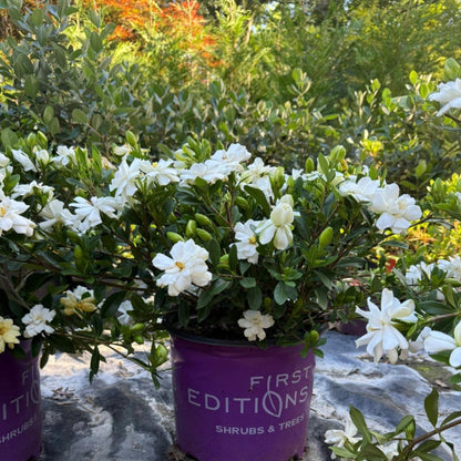Double Mint Gardenia blooming in the landscape with multiple white flowers.