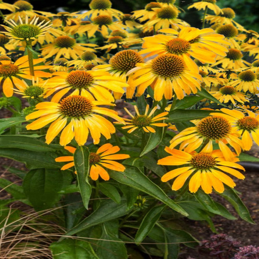 Echinacea purpurea &
