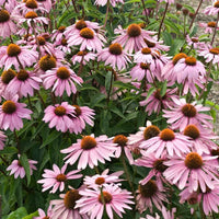 Echinacea purpurea Magnus coneflower flowers