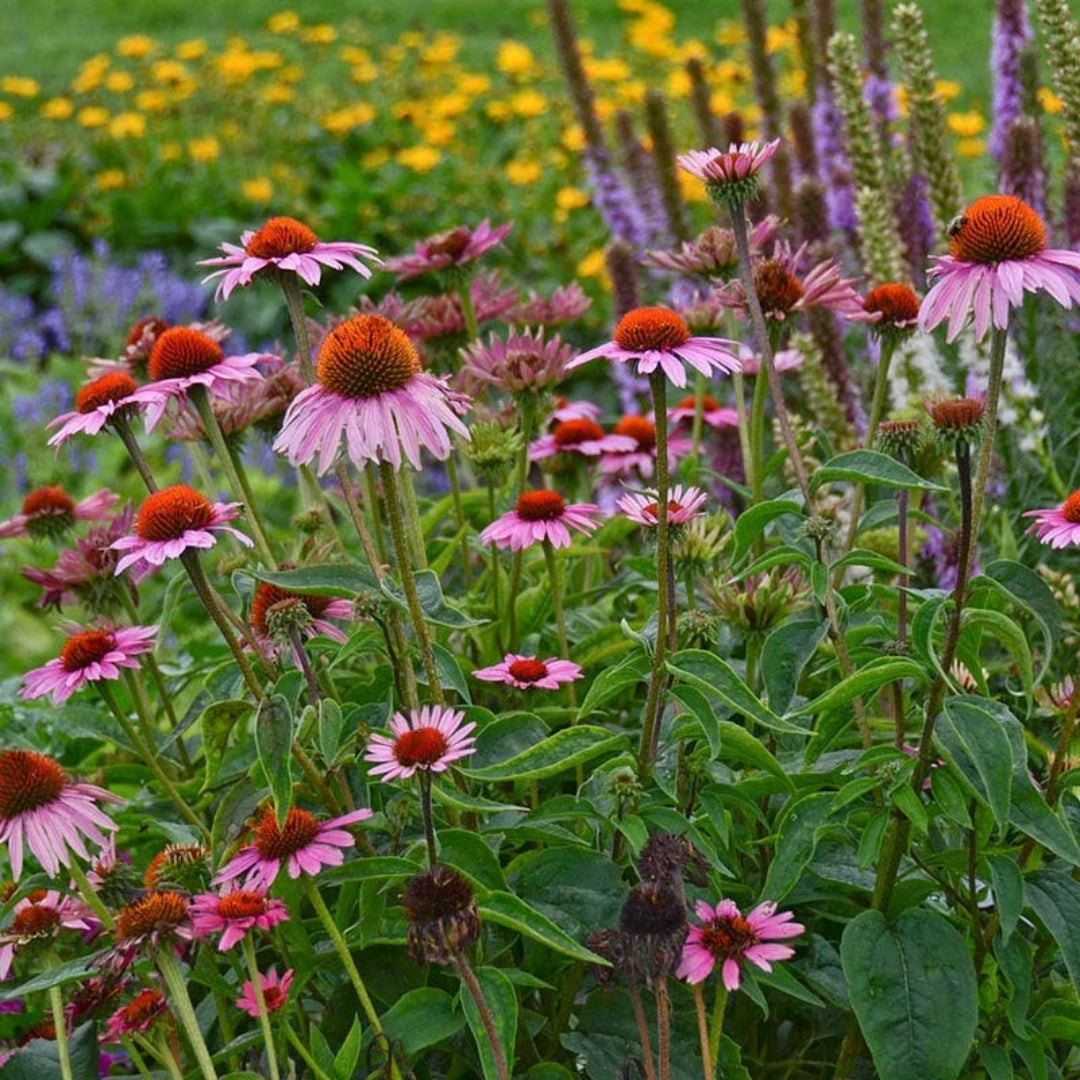 Echinacea Purpurea &