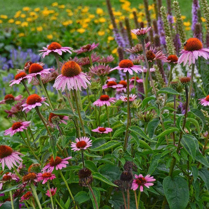 Echinacea Purpurea &