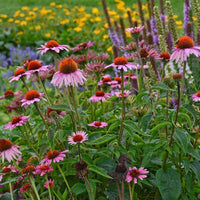 Echinacea Purpurea 'Magnus' Coneflower - [EG]