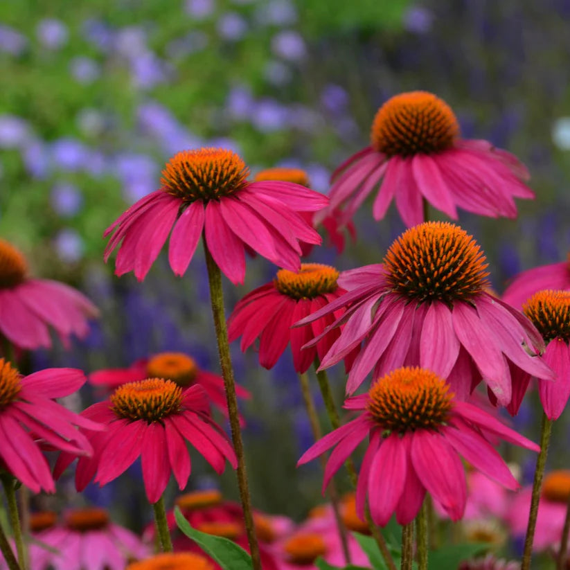 Echinacea purpurea &